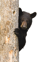 Heartland Bear